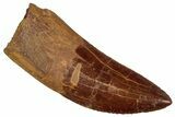 Serrated Carcharodontosaurus Tooth - Real Dinosaur Tooth #242608-1